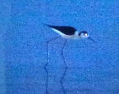 Himantopus himantopus