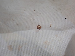 Spermatodes variolosus