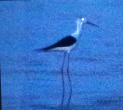 Himantopus himantopus