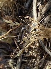 Oxyopes tridens