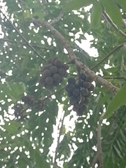 Zanthoxylum rhoifolium