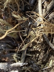 Oxyopes tridens