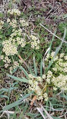 Scleranthus perennis