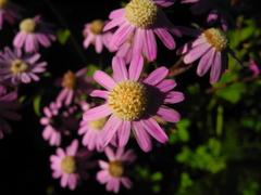 Pericallis echinata image