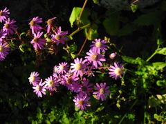 Pericallis echinata image