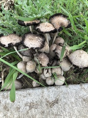 Coprinopsis strossmayeri