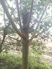 Zanthoxylum rhoifolium