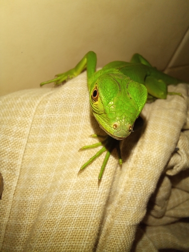 Iguana image