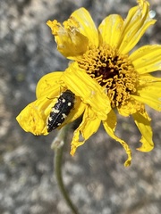 Acmaeodera vernalis