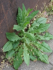 Crepis pulchra