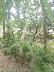 Zanthoxylum rhoifolium