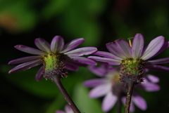 Pericallis echinata image