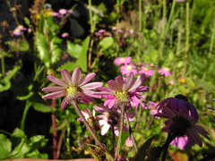 Pericallis echinata image