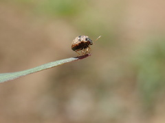 Spermatodes variolosus