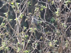 Spizella atrogularis