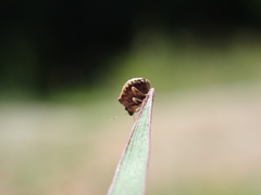 Spermatodes variolosus