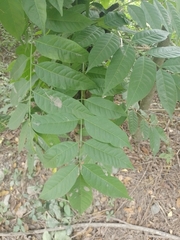 Zanthoxylum rhoifolium