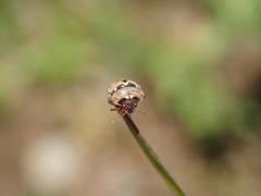 Spermatodes variolosus