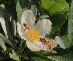 Milesia virginiensis image