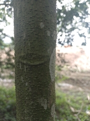 Zanthoxylum rhoifolium