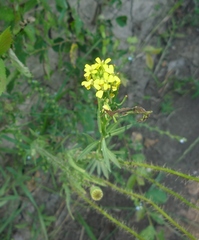 Erysimum marschallianum