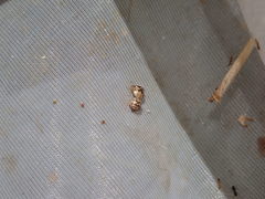 Spermatodes variolosus