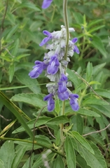 Salvia ballotiflora