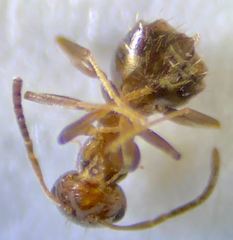 Brachymyrmex patagonicus