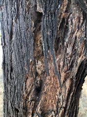 Brachymyrmex patagonicus