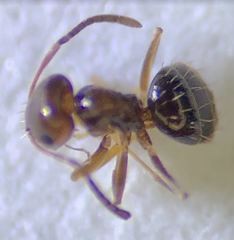 Brachymyrmex patagonicus