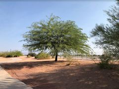 Brachymyrmex patagonicus