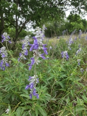Salvia ballotiflora