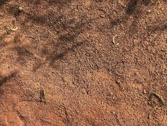 Brachymyrmex patagonicus