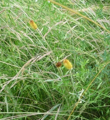 Ranunculus illyricus