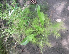 Asparagus tenuifolius