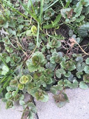 Glechoma hederacea
