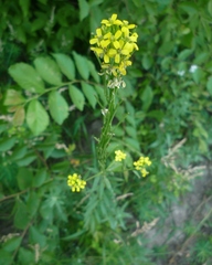 Erysimum marschallianum