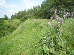 Phlomoides tuberosa
