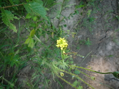 Erysimum marschallianum
