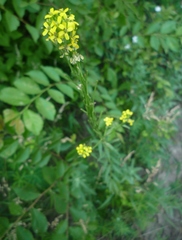 Erysimum marschallianum