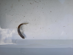 Squalius alburnoides