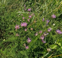 Astragalus onobrychis