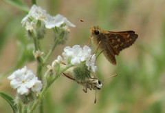 Hesperia lindseyi