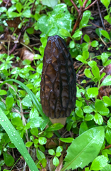 Morchella angusticeps