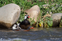 Merganetta armata armata