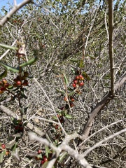 Rhamnus pilosa