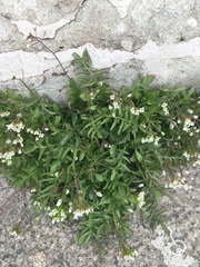 Capsella bursa-pastoris