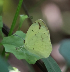 Eurema desjardinsii