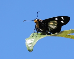 Abantis paradisea