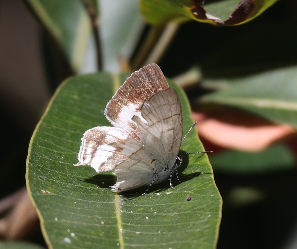 Buxton's Hairstreak
